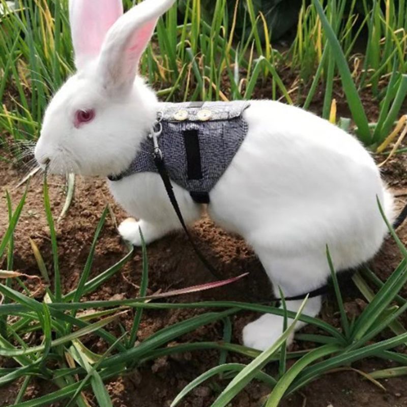 Peitoral coleira para mini animais